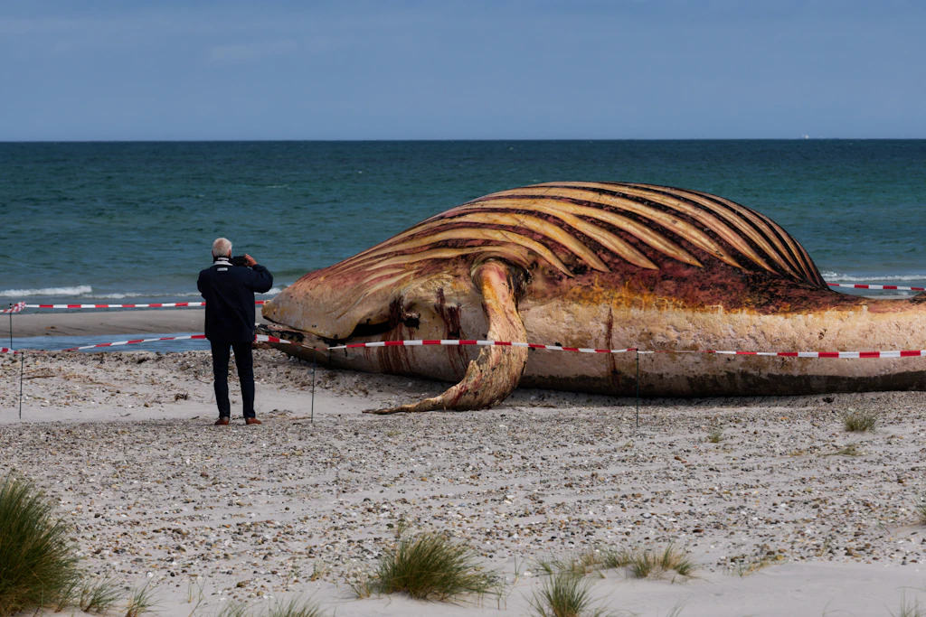 Buckelwal Timmy liegt seit dem Wochenende am Strand der dänischen Insel Anholt. Das Tier ist mit Flatterband abgesperrt, soll am Donnerstag öffentlich obduziert werden.