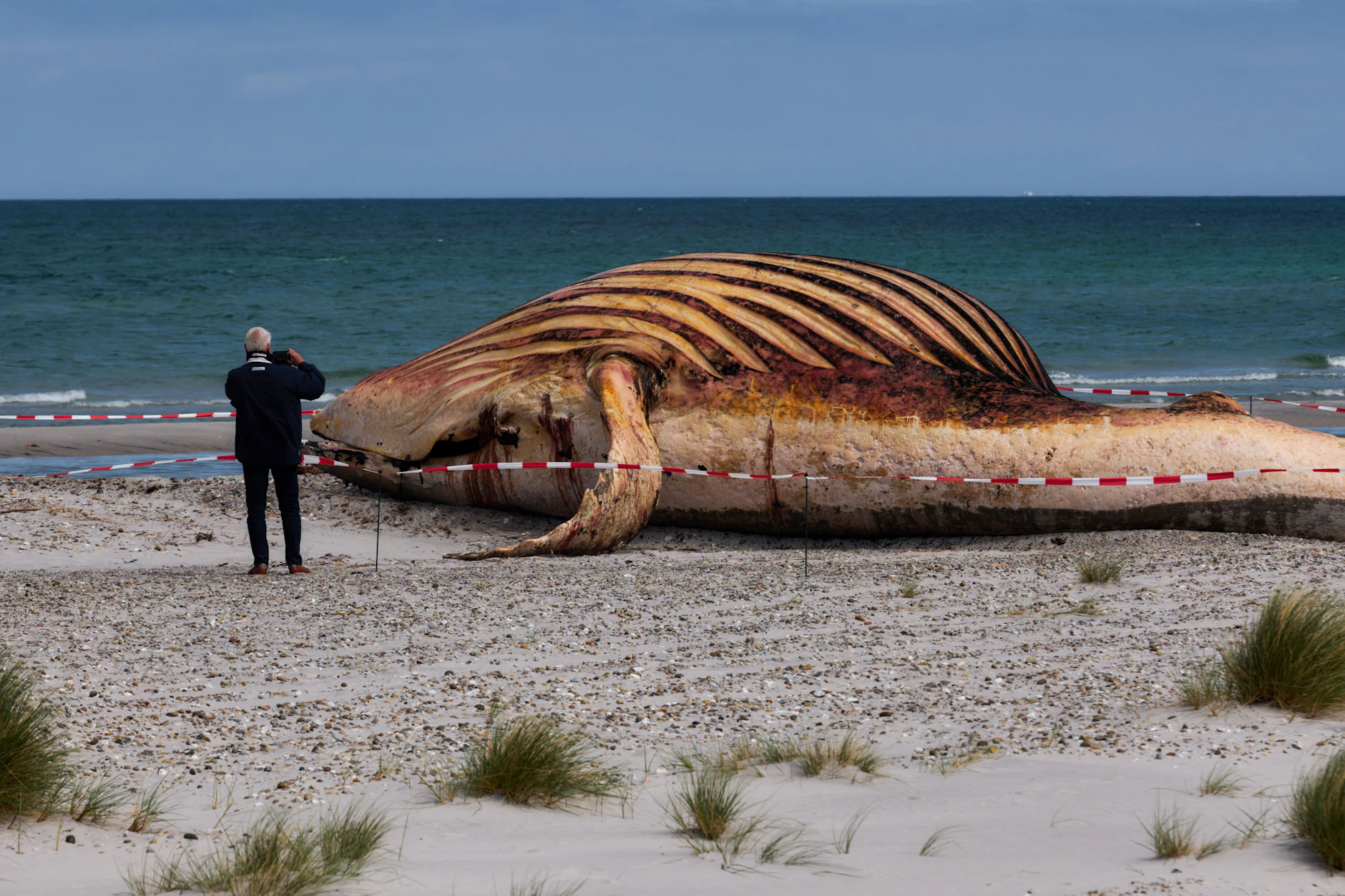 Buckelwal Timmy lag über Wochen am Strand der dänischen Insel Anholt. Vergangene Woche wurde er zerteilt und obduziert.