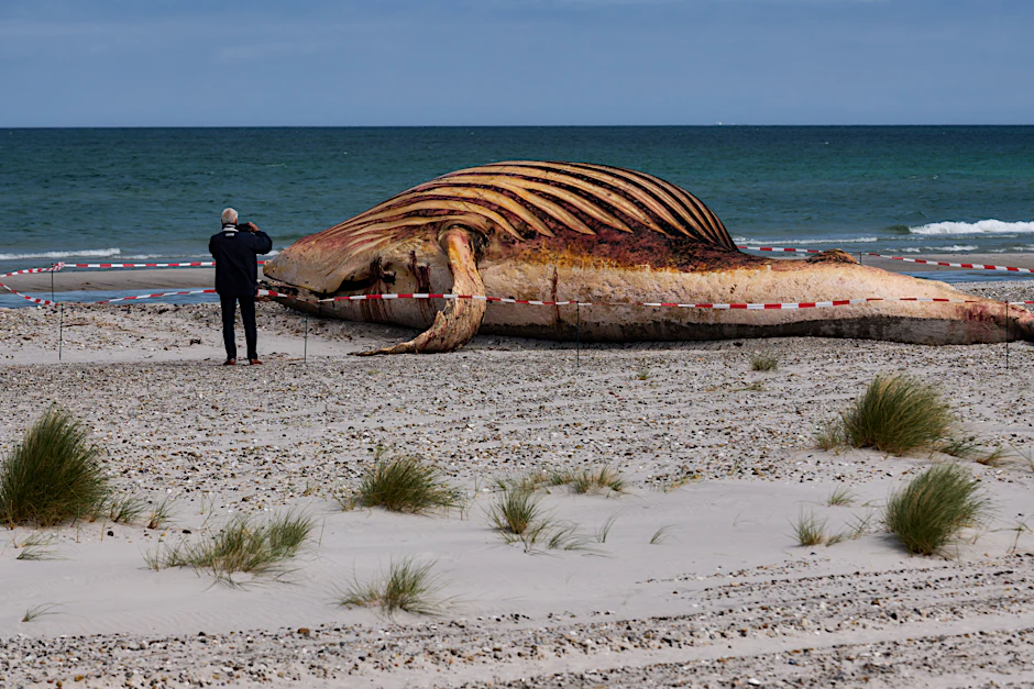 Der tote Buckelwal „Timmy“ liegt am Strand der dänischen Insel Anholt.