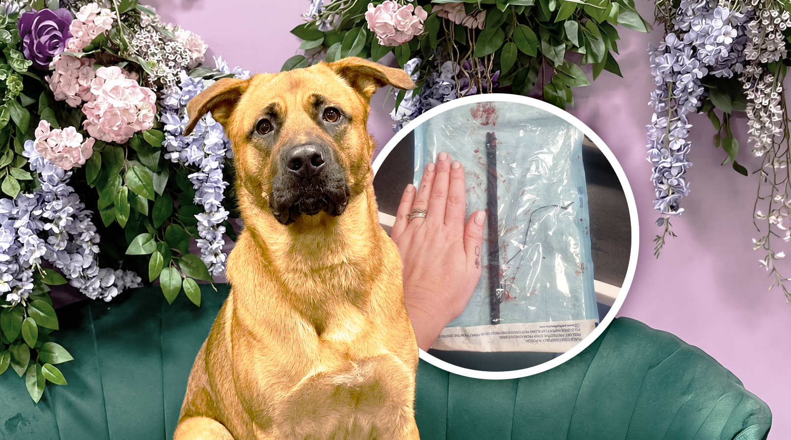 Süßer Hund holt im Park das Stöckchen: Es kostet ihn fast das Leben!