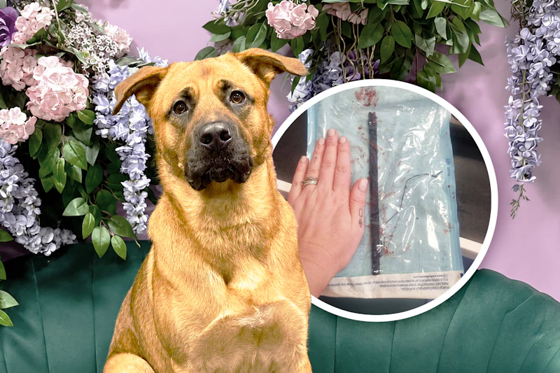 Süßer Hund holt im Park das Stöckchen: Es kostet ihn fast das Leben!