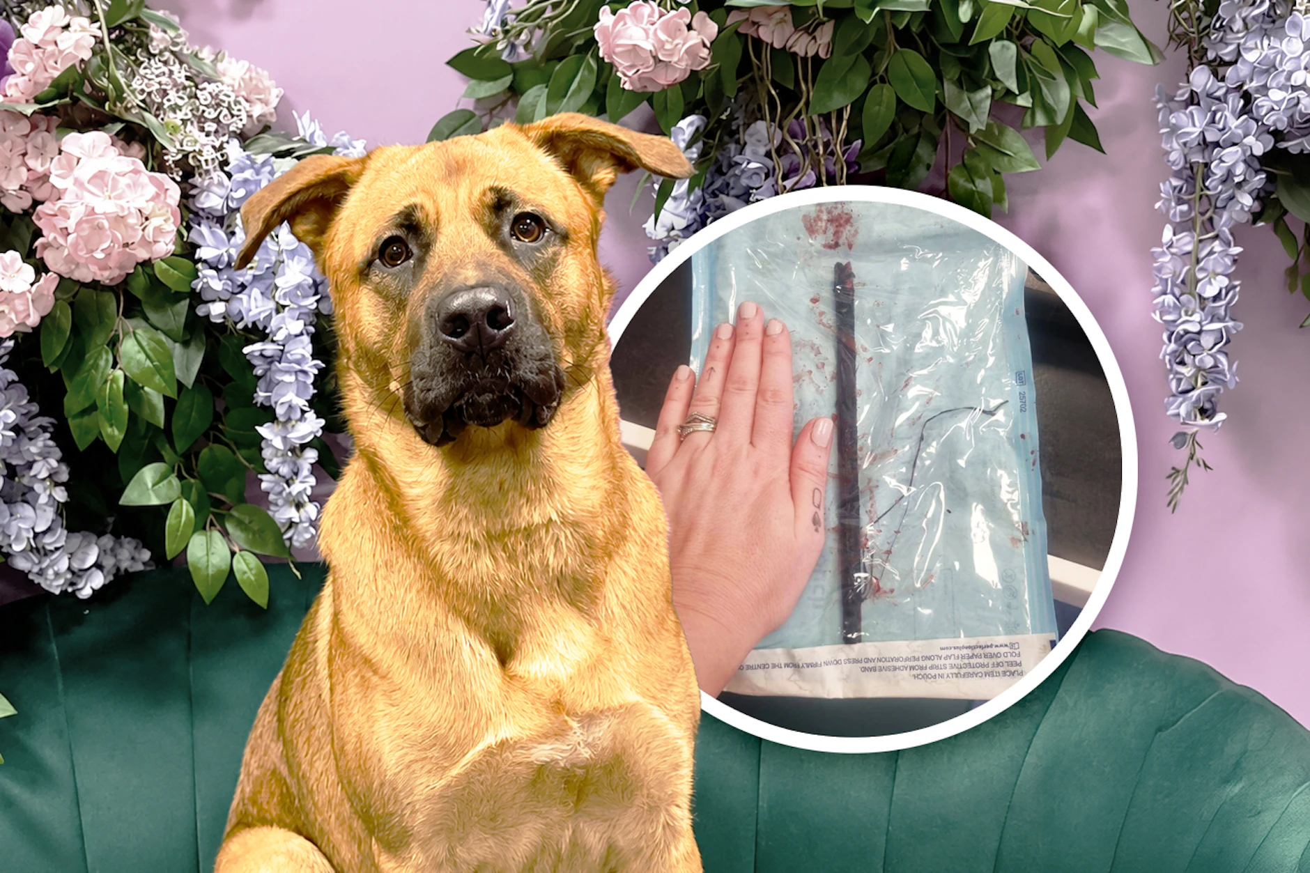 Sidney verletzte sich beim Spielen im Park mit einem Stöckchen. Der Unfall hätte den 13 Monate alten Hund beinahe das Leben gekostet.