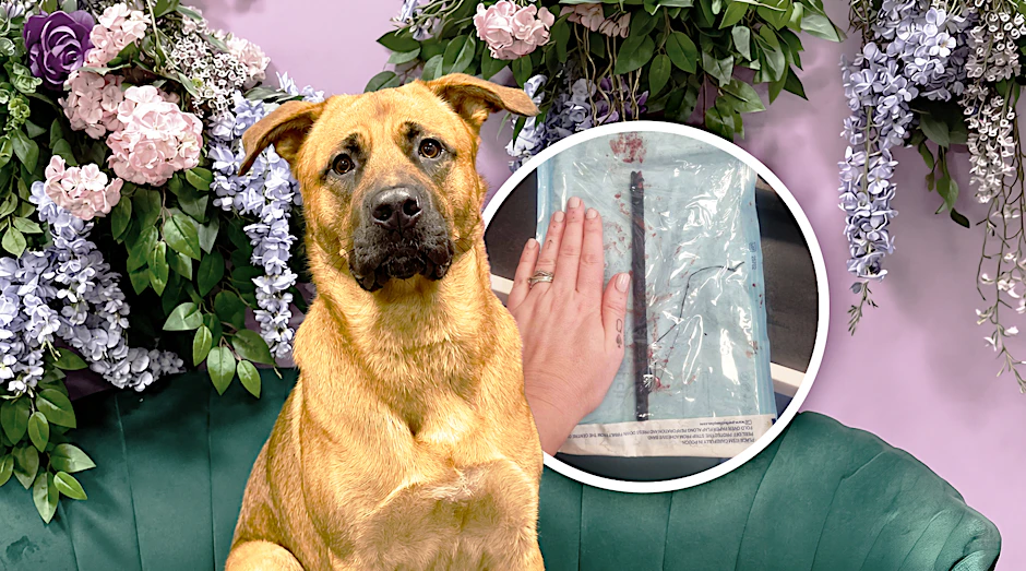 Sidney verletzte sich beim Spielen im Park mit einem Stöckchen. Der Unfall hätte den 13 Monate alten Hund beinahe das Leben gekostet.