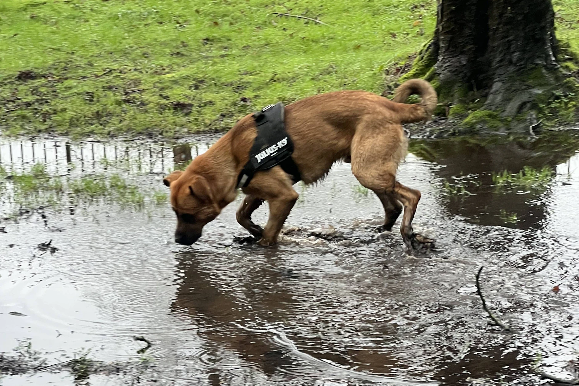 Hund Sidney ist ein süßer Welpe, der besonders gern im Park dem Stöckchen hinterherjagt. Zumindest war es bisher so. Nach dem Unfall wird er sich vielleicht auch ein anderes Spielzeug suchen.