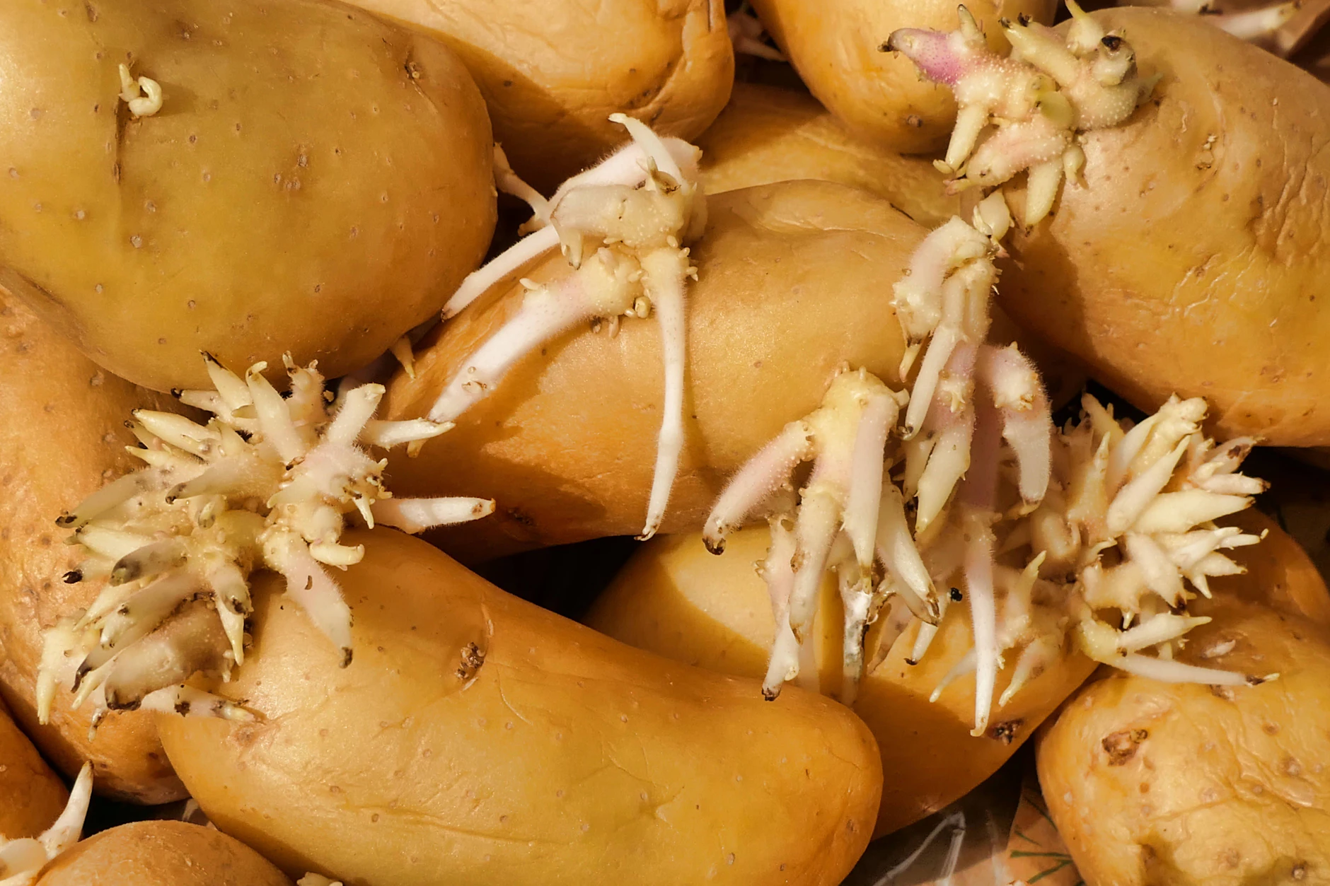 Bei falscher Lagerung keimen Kartoffeln sehr schnell. Um das zu unterbinden, kann man sie laut Lebensmittel-Experten von Aldi im Kühlschrank lagern.