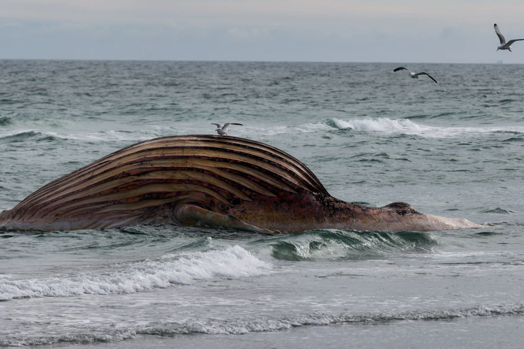 Der tote Wal liegt aufgebläht vor der dänischen Insel Anholt.