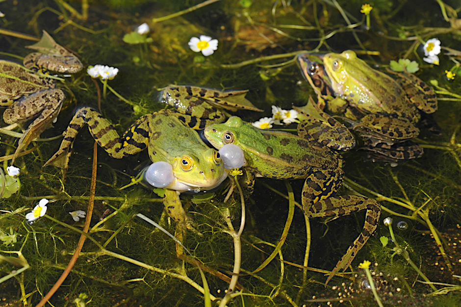 Willkommen in den Suburbs: In meinen Träumen metzele ich dauerquakende Frösche nieder