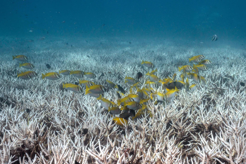 Korallenbleiche in Thailand: Hohe Wassertemperaturen belasten Korallenriffe weltweit.