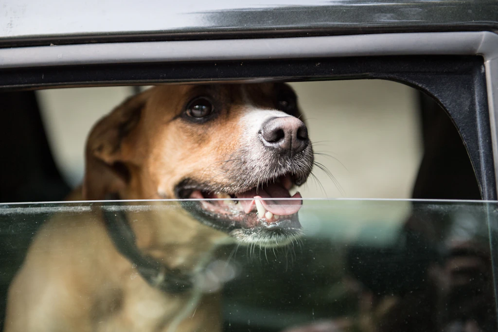 Besonders im Sommer können Pkw-Fahrten für Tiere sehr gefährlich werden. Selbst bei geöffnetem Fenster heizen sich die Fahrzeuge sehr schnell auf.