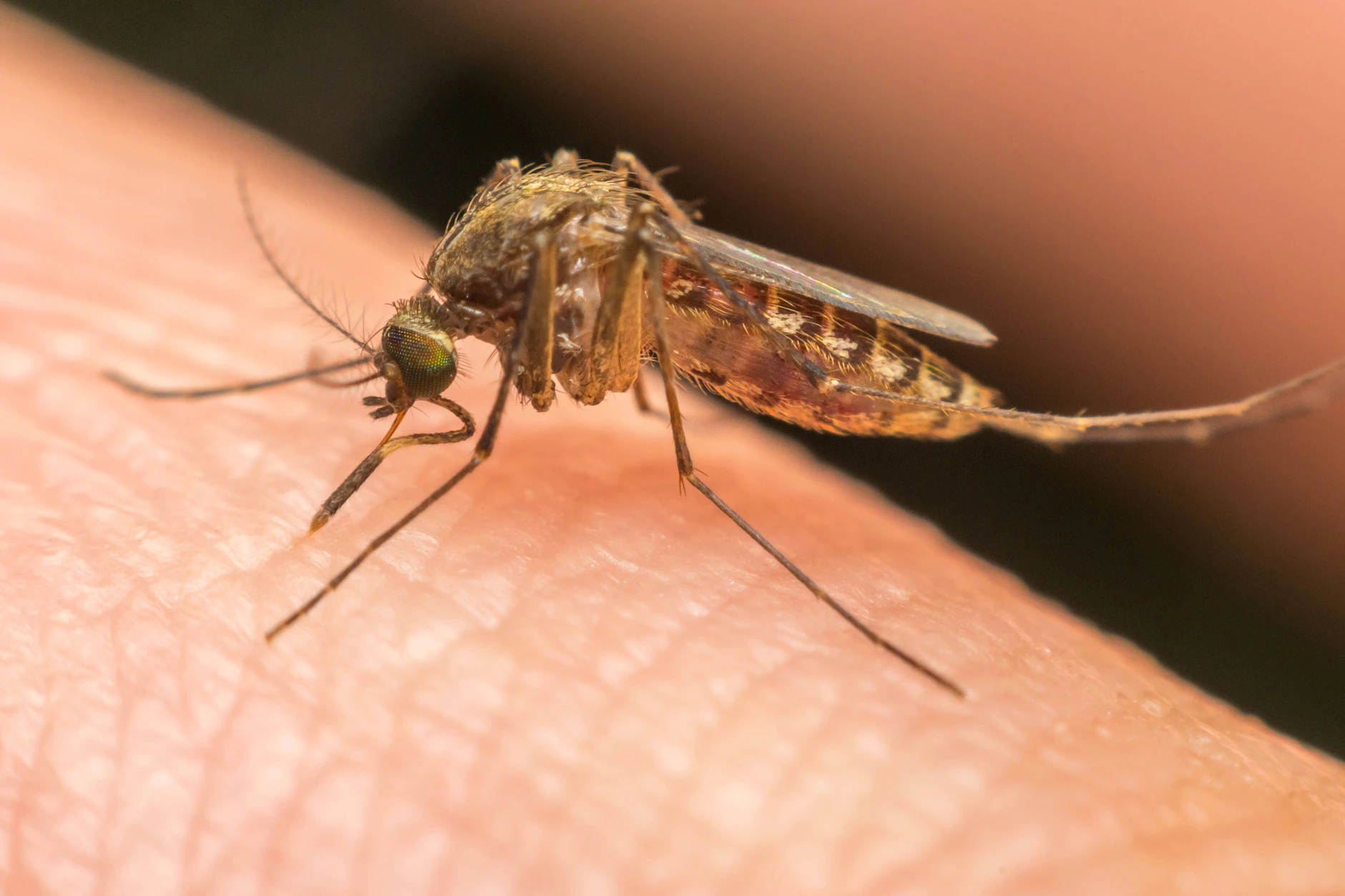 Während einige den Sommer wegen der Mücken fürchten, bleiben andere gelassen, weil sie wissen: Ich werde eh nicht gestochen.