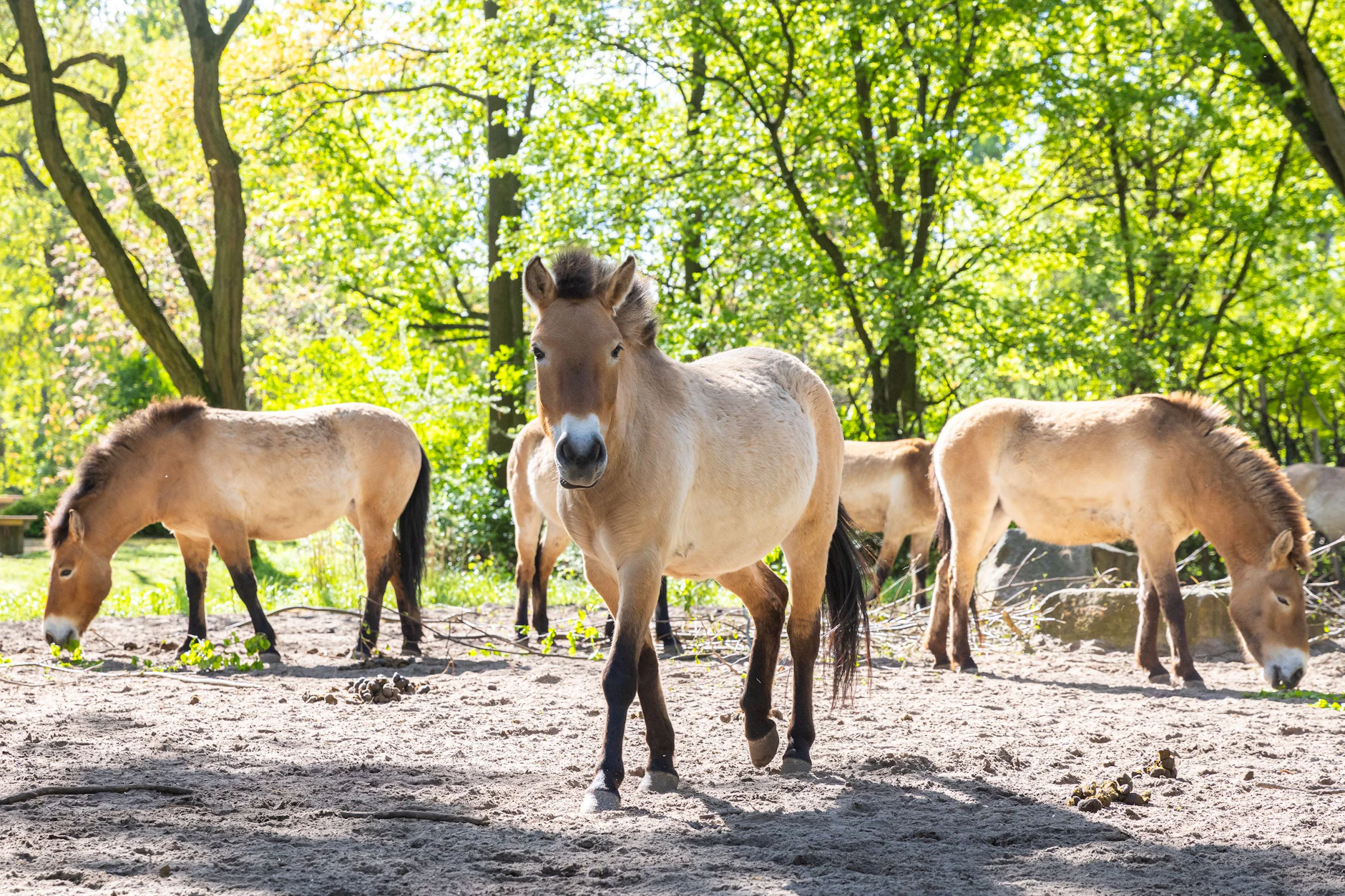 Die Herde der Przewalski-Pferde im Tierpark Berlin. Vier Tiere sollen jetzt in Kasachstan ausgewildert werden.