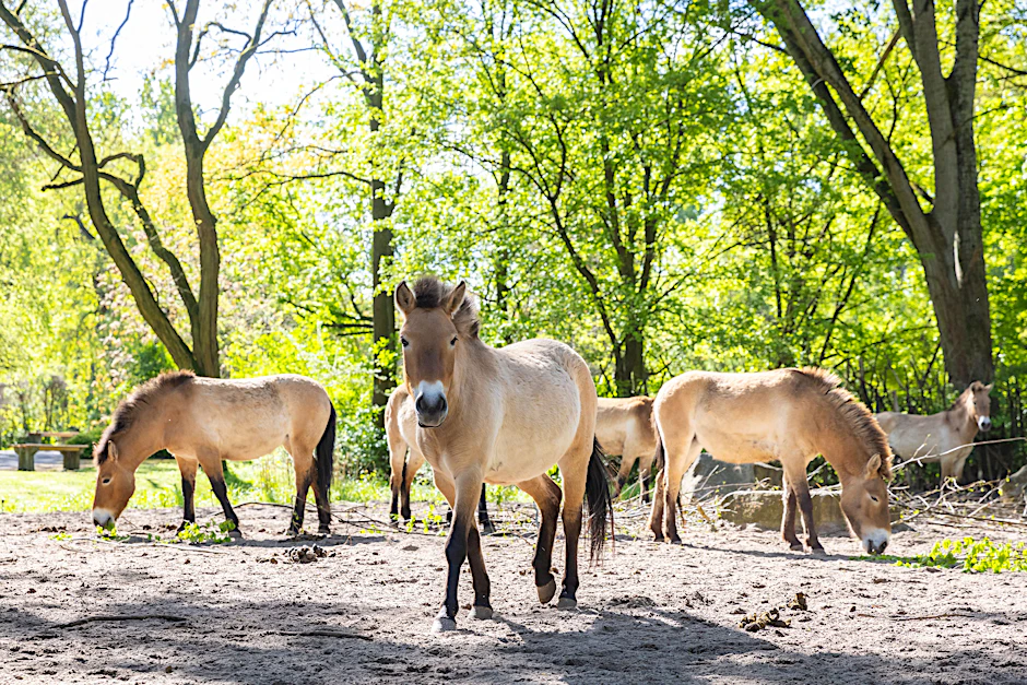 Die Herde der Przewalski-Pferde im Tierpark Berlin. Vier Tiere sollen jetzt in Kasachstan ausgewildert werden.
