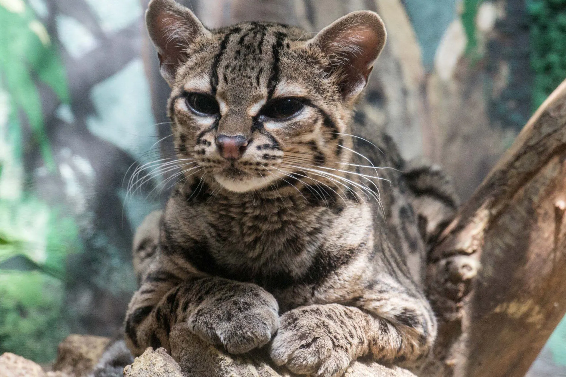 Die Mutter des seltenen Nachwuchses lebt seit 2021 im Berliner Zoo.