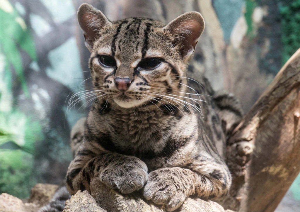 Sensation in Berlin! Nach 180 Jahren Zoo-Geschichte wurde erstmals seltene Wildkatze geboren
