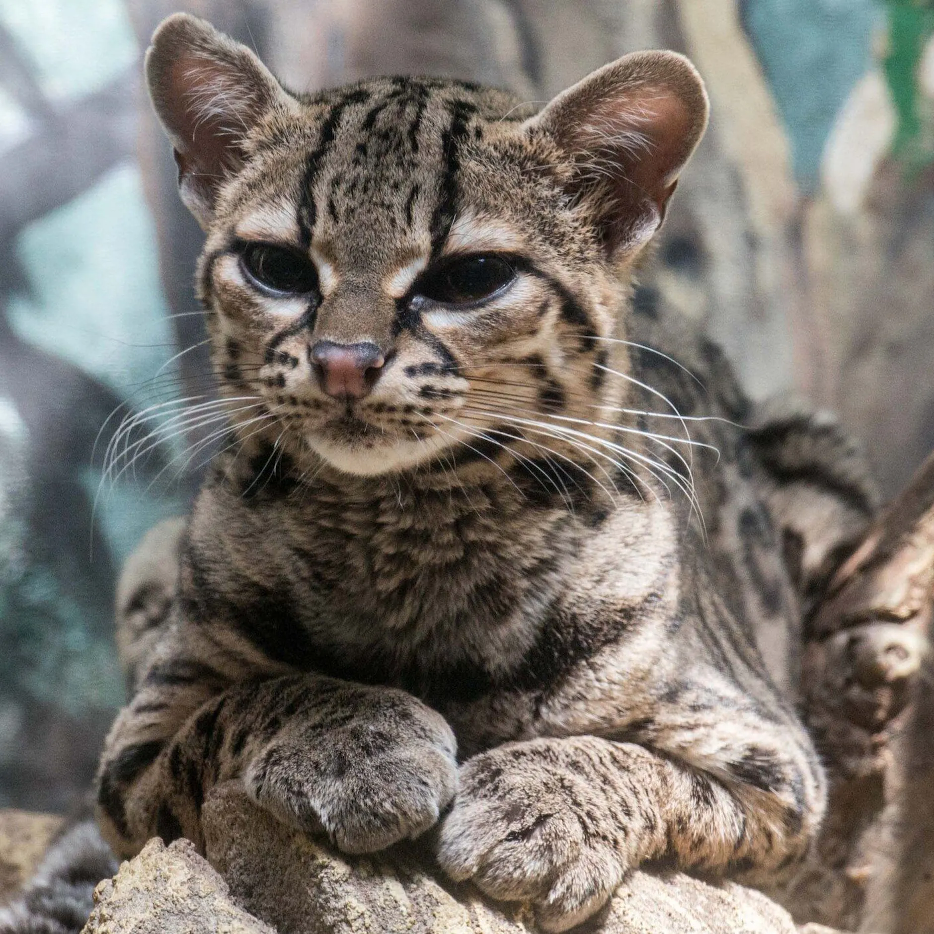 Zoo Berlin feiert Premiere: Erstes Wildkatzen-Baby in 180 Jahren geboren