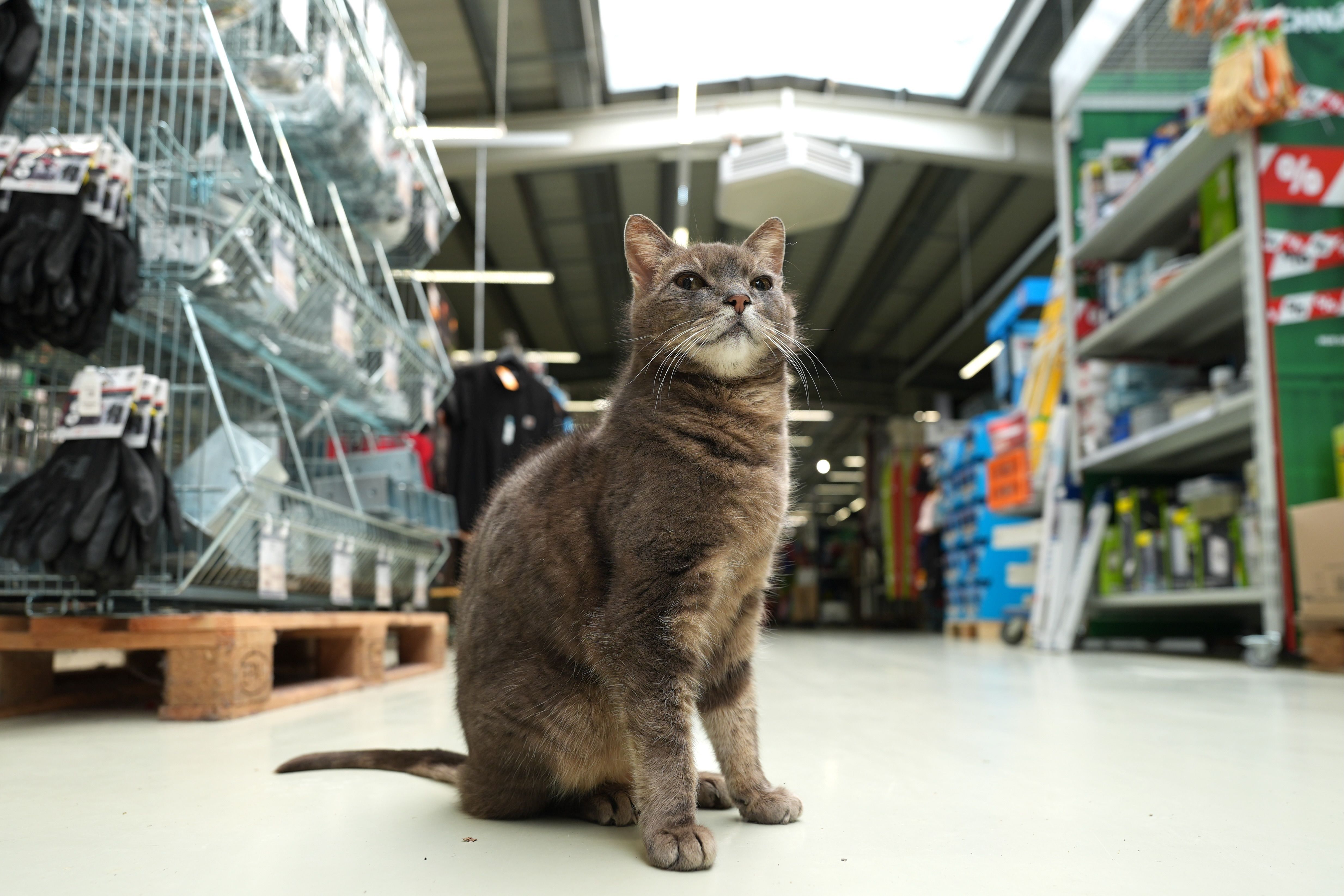 19 Jahre alt, eine Holzhütte mit Teddy: Baumarkt trauert um Katze Lotti