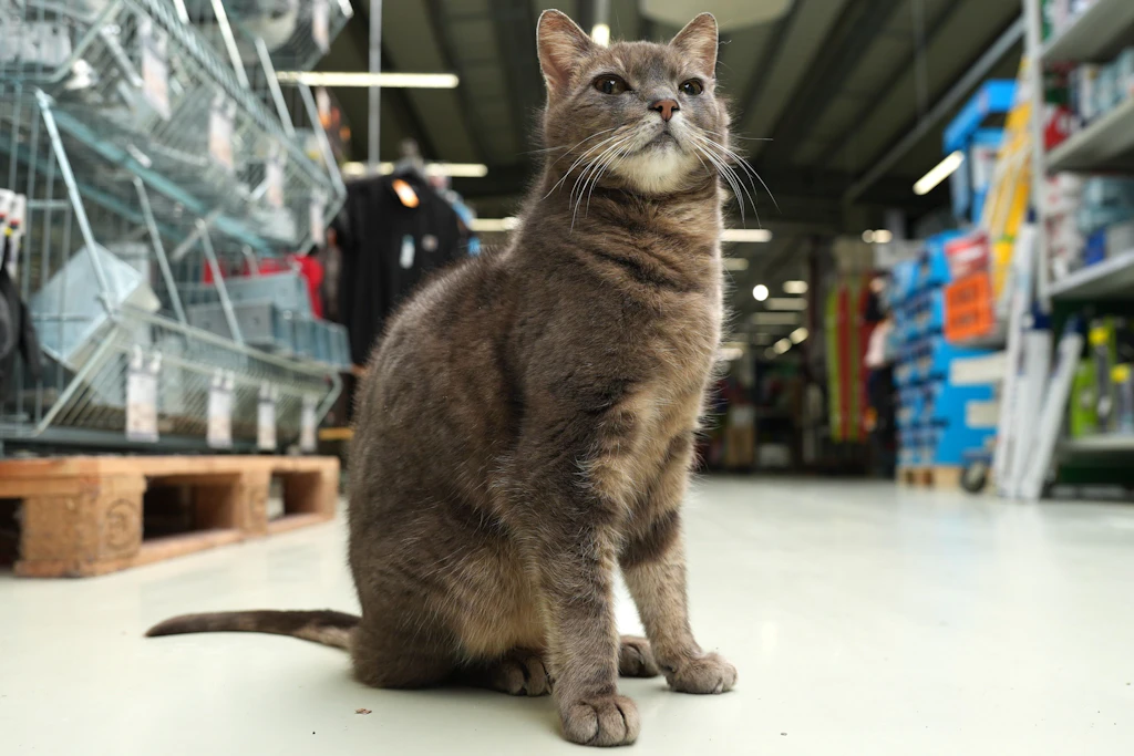Die Katze „Lotti“ aus einem Baumarkt in Plön ist im Alter von 19 Jahren gestorben.