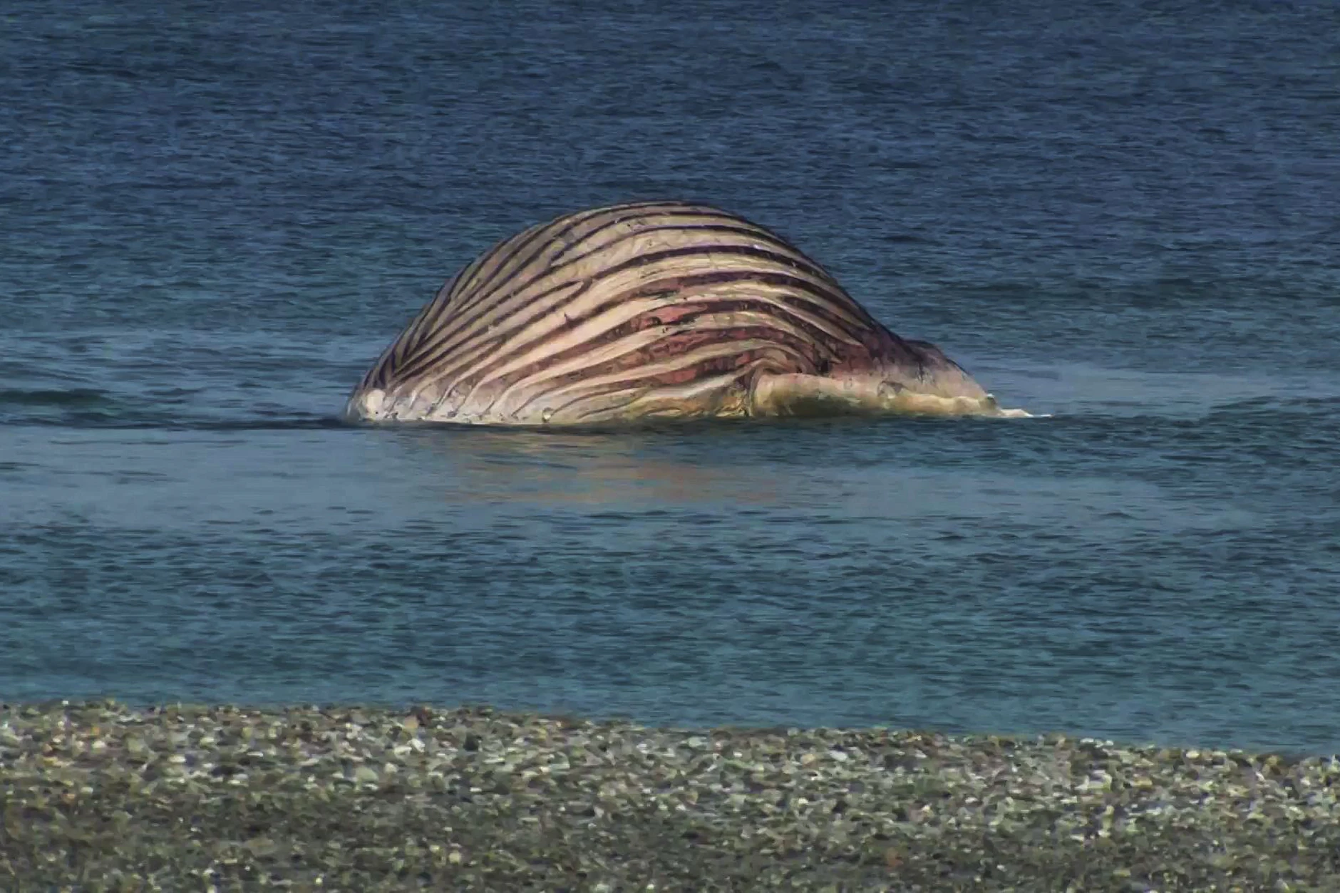Kurz nach seiner Rettung wurde Timmys Kadaver vor der dänischen Insel Anholt gesichtet.