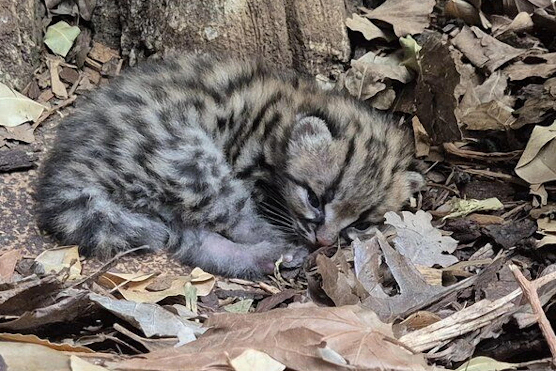 Das kleine Margay-Jungtier wurde am 13. Mai im Berliner Zoo geboren. Die Mitarbeiter freuen sich über den einzigartigen Nachwuchs.