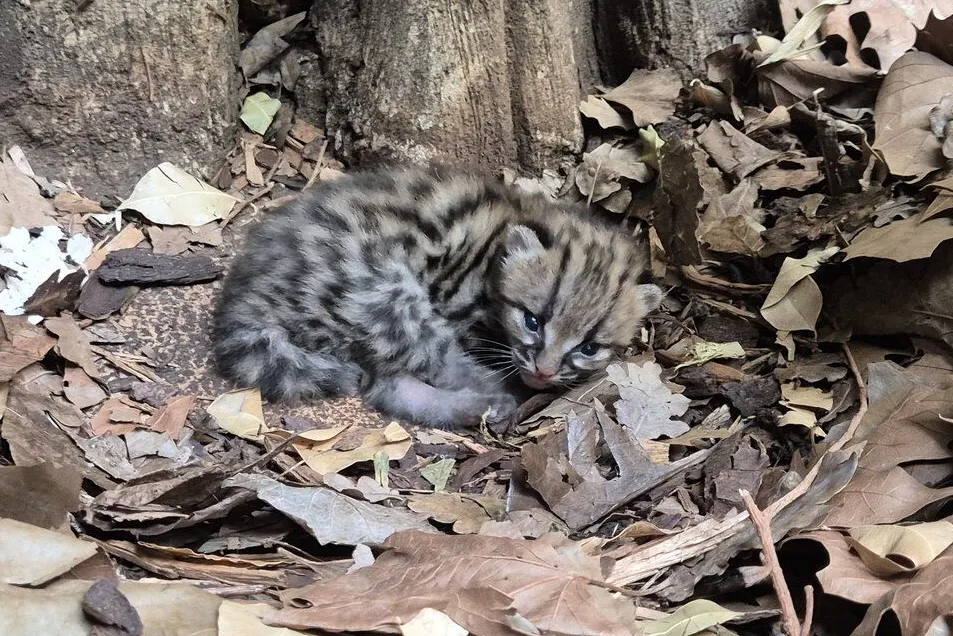 Zuckersüßer Nachwuchs: Hier hat das Margay-Baby seine Augen geöffnet.