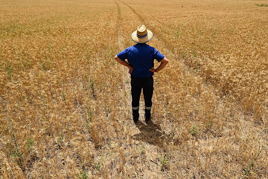 Ein Weizenfeld in New South Wales, Australien