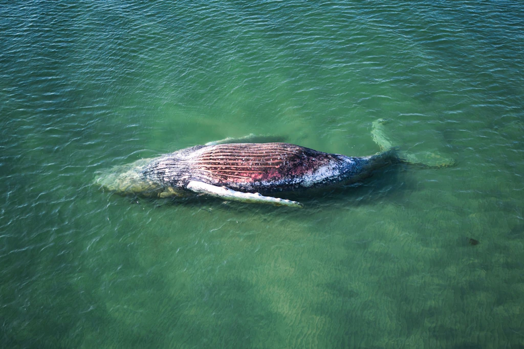 Mite Mai wurde der tote Wal Timmy vor der dänischen Insel Anholt angespült.