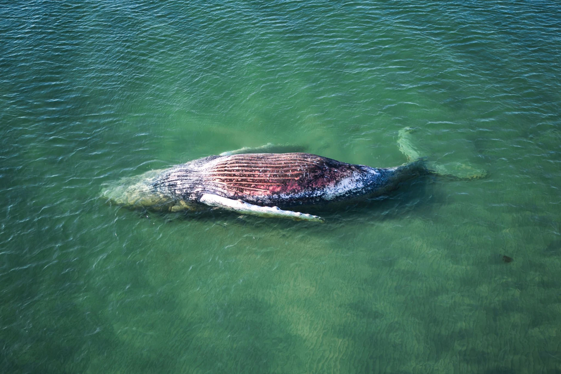 Mite Mai wurde der tote Wal Timmy vor der dänischen Insel Anholt angespült.