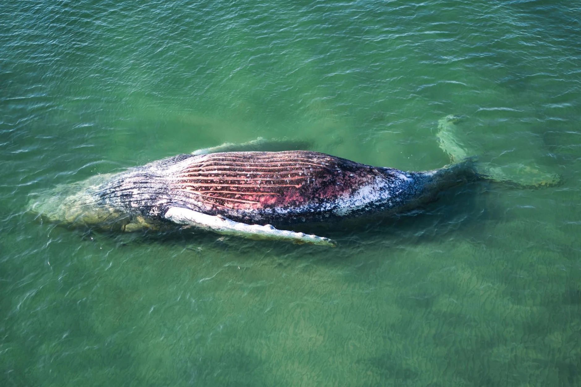 Der tote Wal Timmy Hope im Wasser vor der dänischen Insel Anholt.