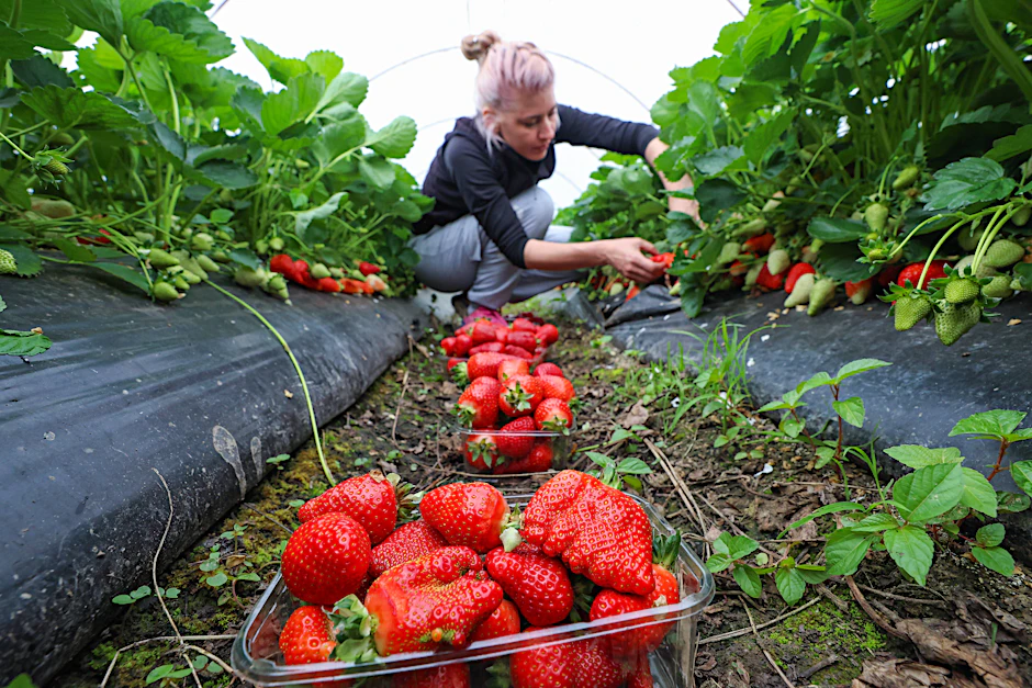 Wann das Selbstpflücken von Erdbeeren bei Schmira wieder möglich ist, ist noch unklar.