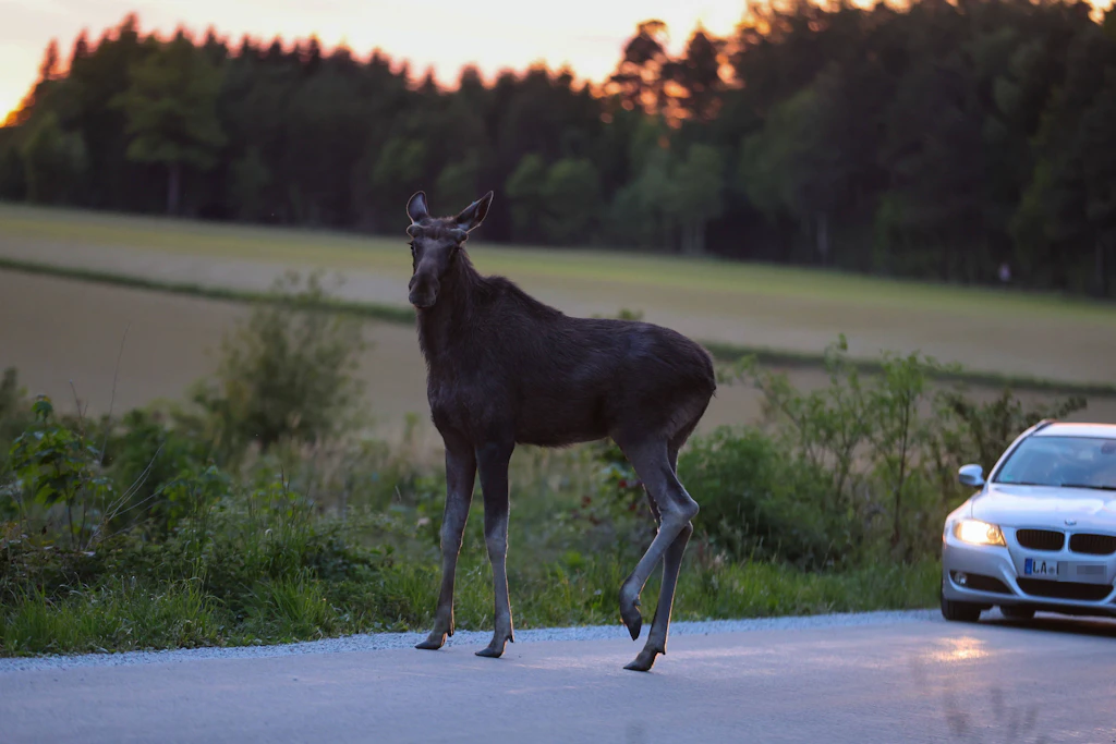 Ein Elch auf der Straße in Bayern – Ähnliche Szenen sind zunehmend in Brandenburg zu erwarten.