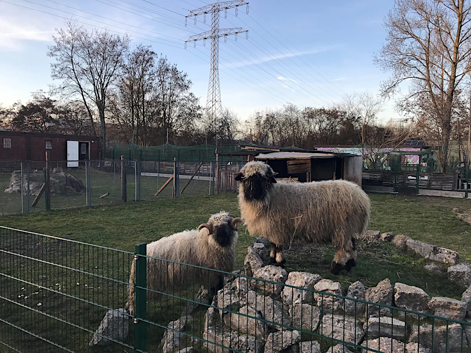 Hier waren die Walliser Schwarznasenschafe noch auf der Helle Tierarche.