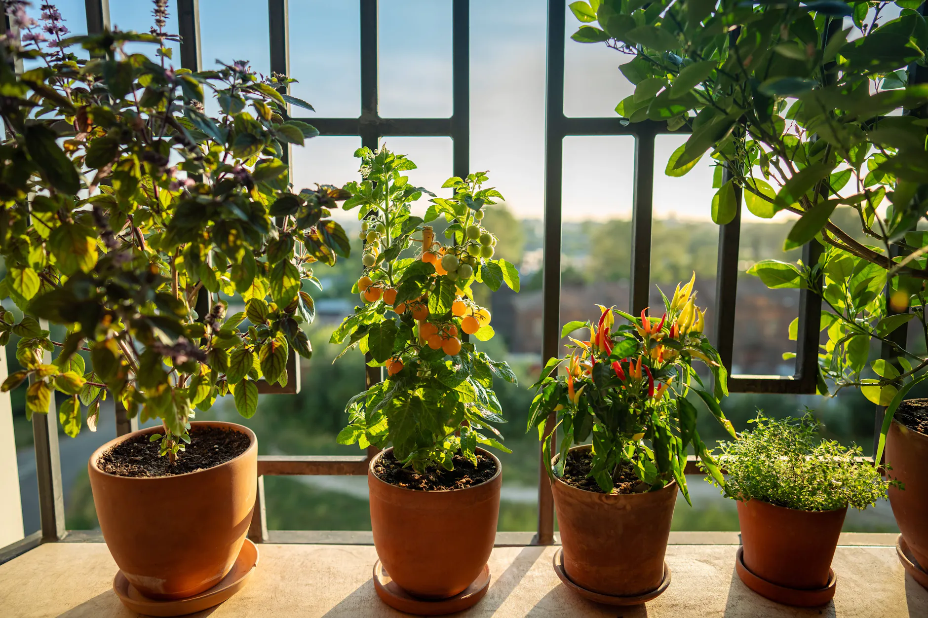 Die Pflanzen in Ihrem Garten oder auf dem Balkon können Sie mit einem ganz einfachem Trick vor Schädlingen bewahren.
