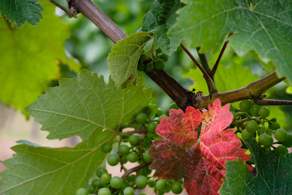 Für so manchen rheinhessischen Winzer steckt das Geheimnis eines harmonischen Weins in der biodynamischen Landwirtschaft.