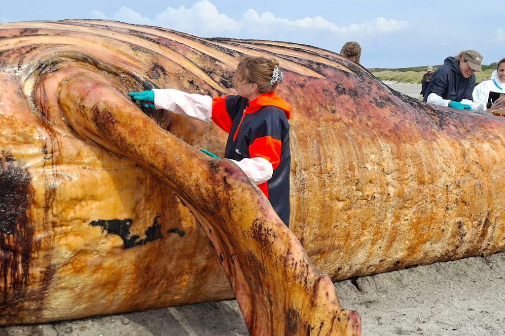 Die Obduktion des als „Timmy“ bekannten Buckelwals am Strand der dänischen Insel Anholt