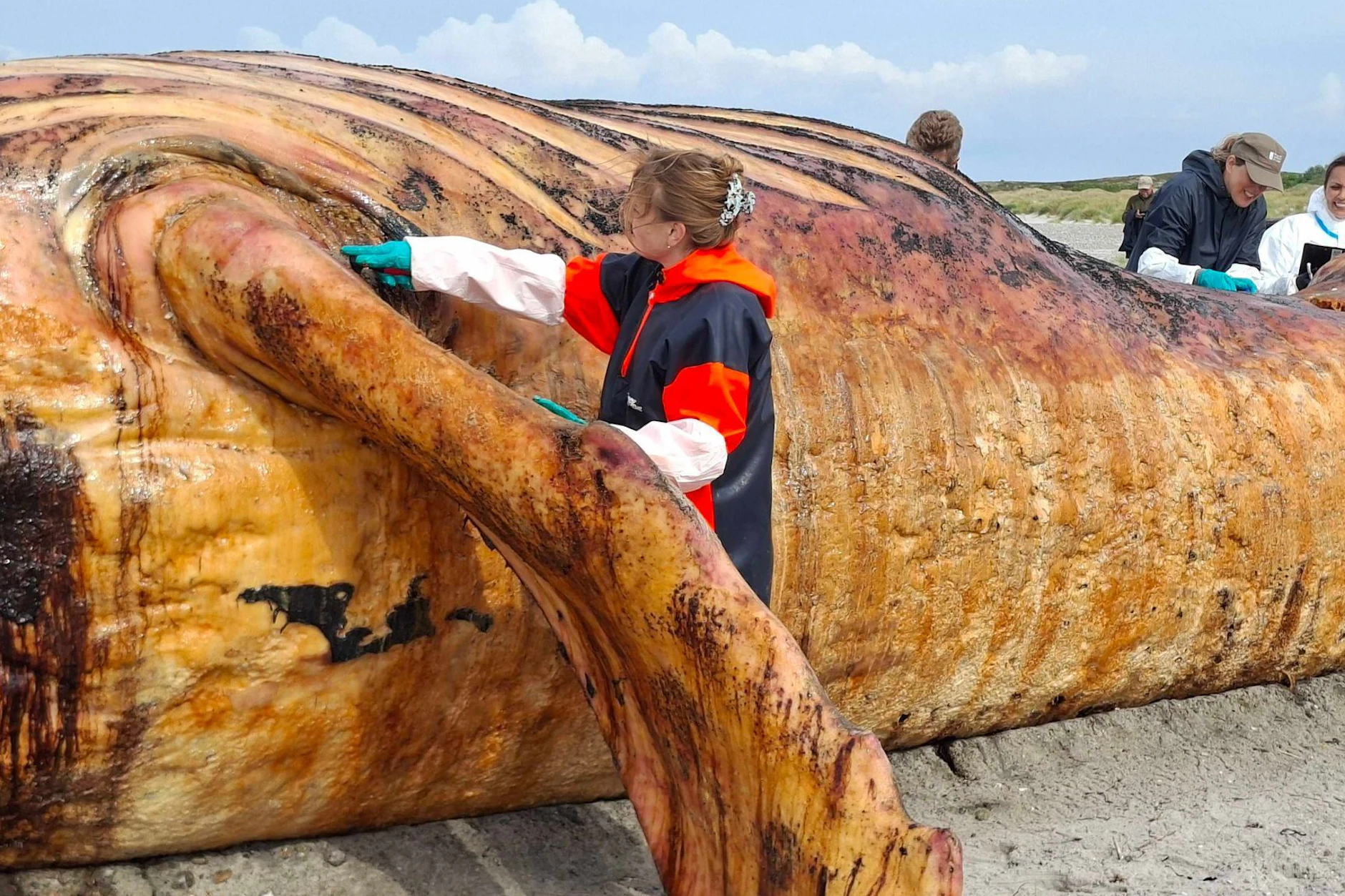 Fachleute obduzierten den als „Timmy“ bekannten Buckelwal am Strand der Insel Anholt.