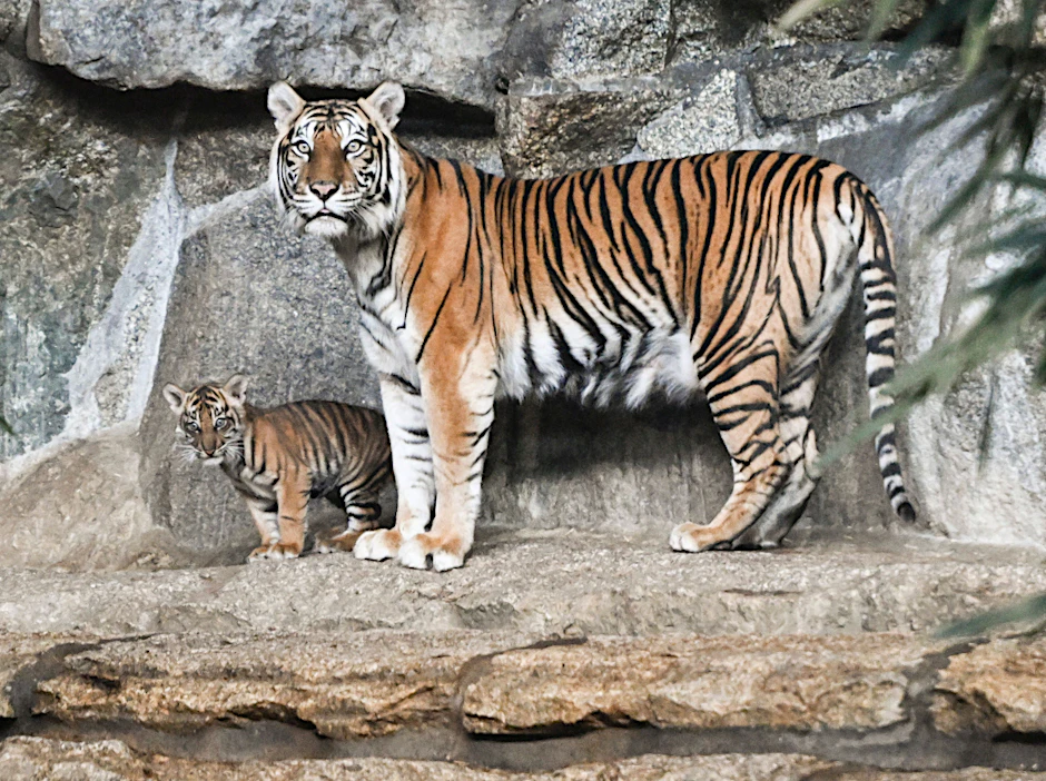 Lilly heißt das Sumatra-Tiger-Weibchen, das hier mit Mutter Mayang im Tierpark Berlin zu sehen ist.