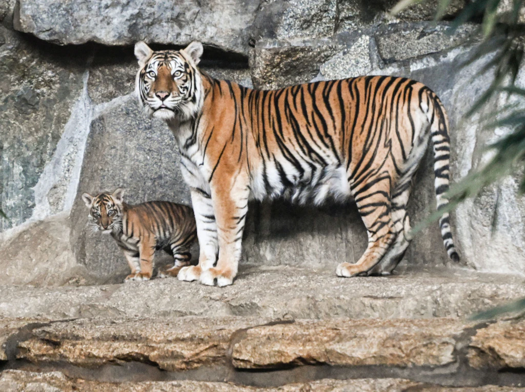 Berliner Tierpark verzeichnet erneut Besucherrückgang