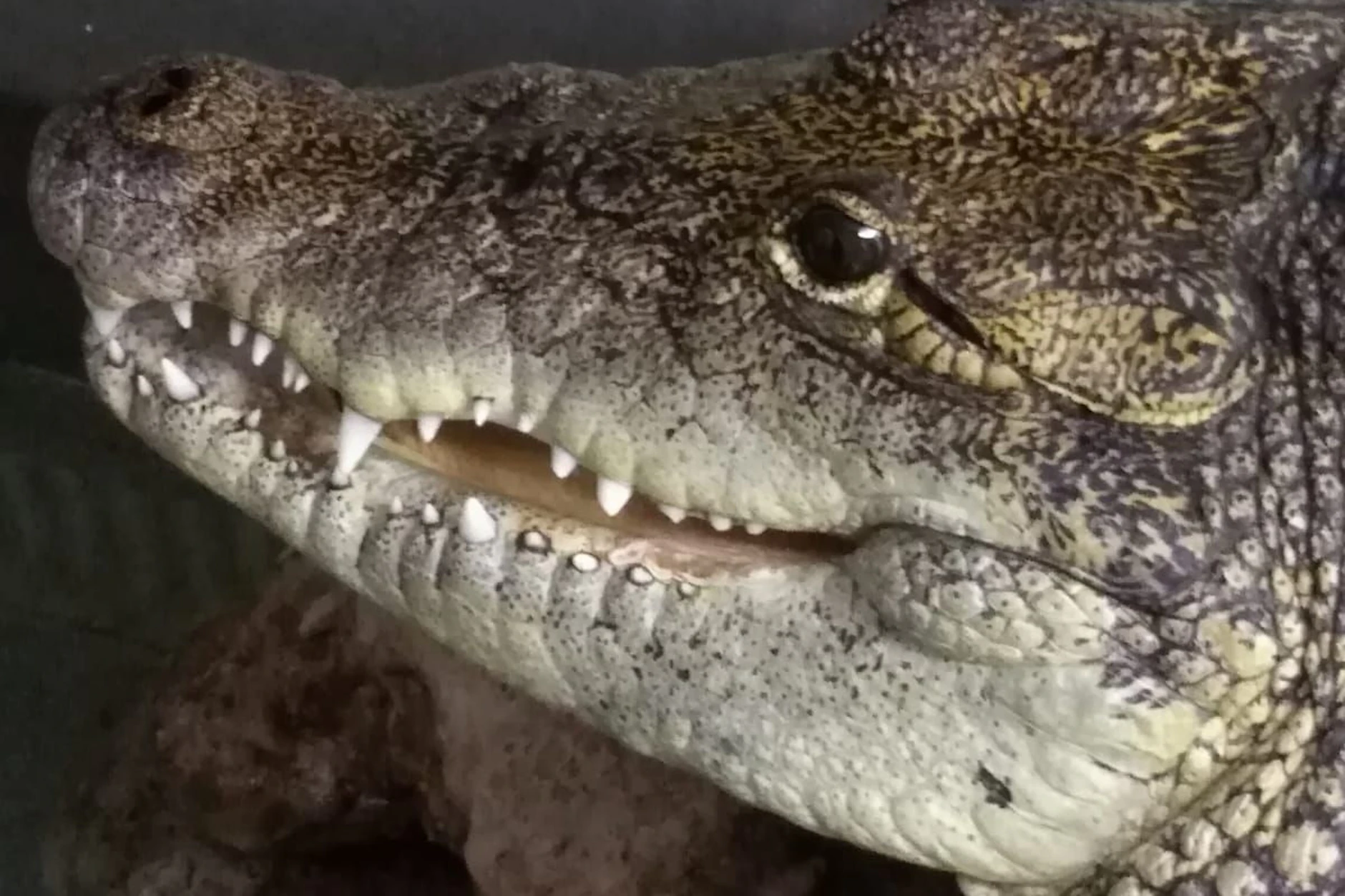 Krokodil Knöpfchen lebt jetzt in Wien. Die Behörden rissen das Krokodil im vergangenen Jahr aus seiner gewohnten Umgebung.