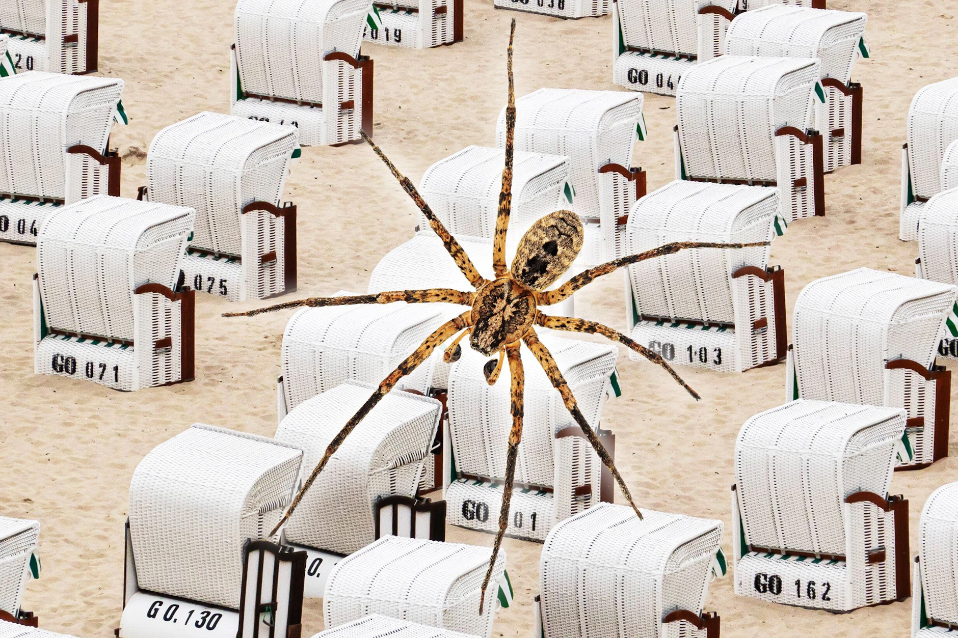 Alarm an der Ostsee: Horror-Spinne erobert Usedom und Rügen