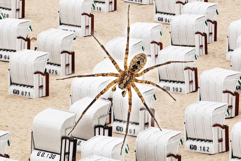 Alarm an der Ostsee: Horror-Spinne erobert Usedom und Rügen
