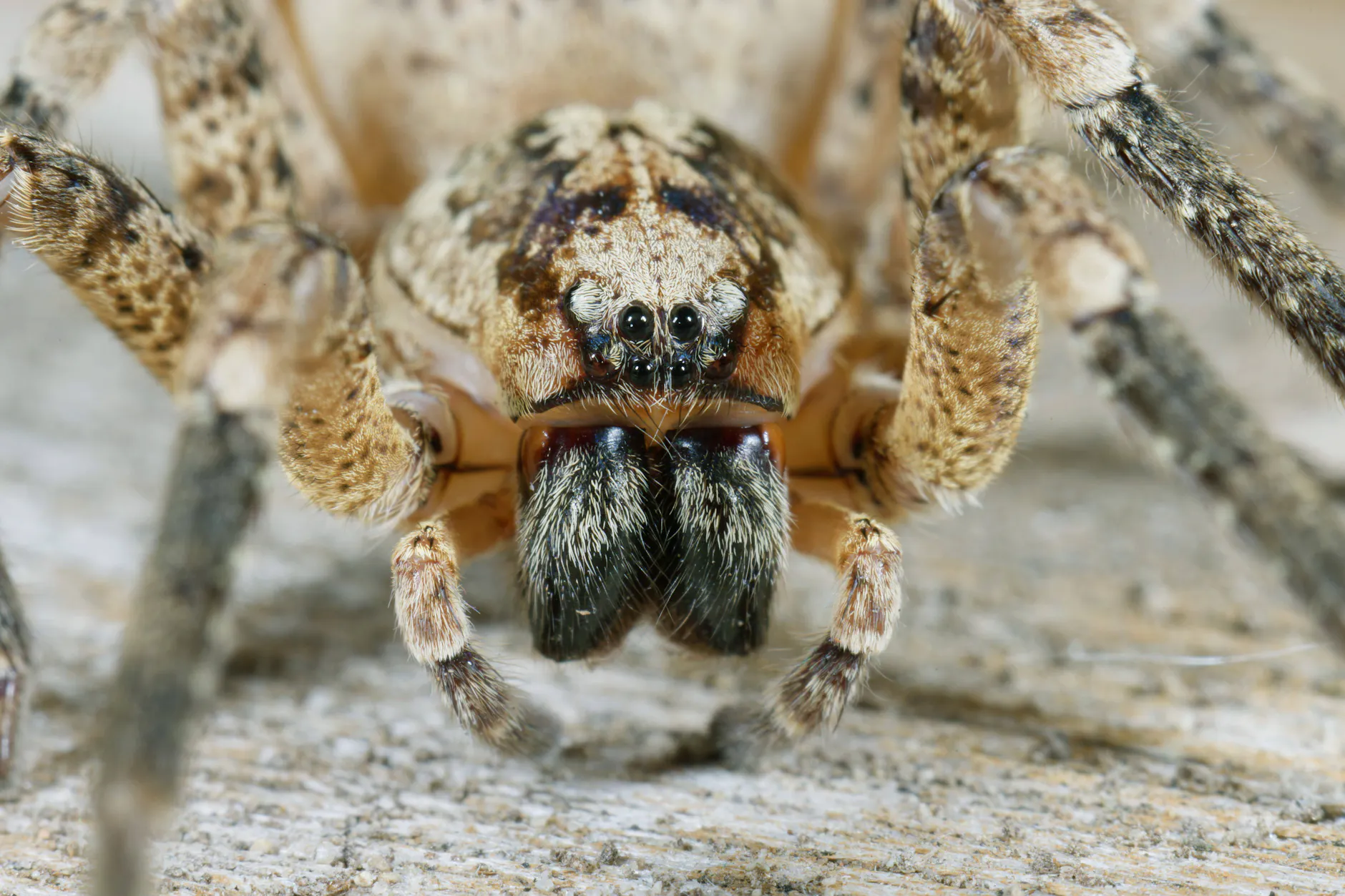 Mit ihren Beißwerkzeugen kann die Nosferatu-Spinne die menschliche Haut durchdringen.