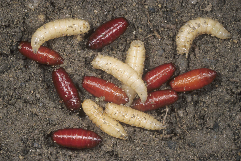 Insektenlarven spielen in der Studie eine Rolle, weil ihre DNA im Zahnstein Hinweise auf frühere Ernährungsweisen liefern kann.