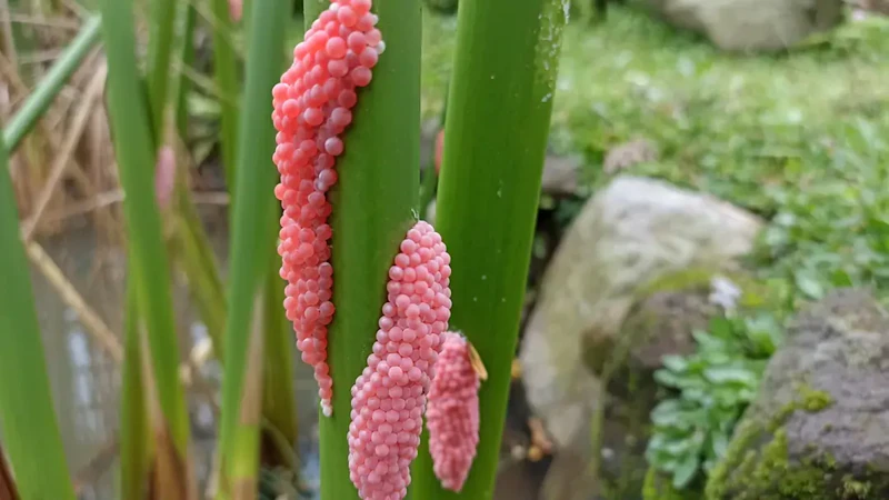 Berliner Kleingärtner aufgepasst: Pinke Eier im Garten entde