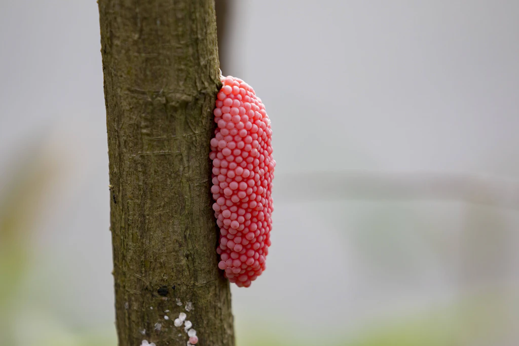 Berliner Kleingärtner aufgepasst: Pinke Eier im Garten entdeckt? Das ist jetzt sofort zu tun