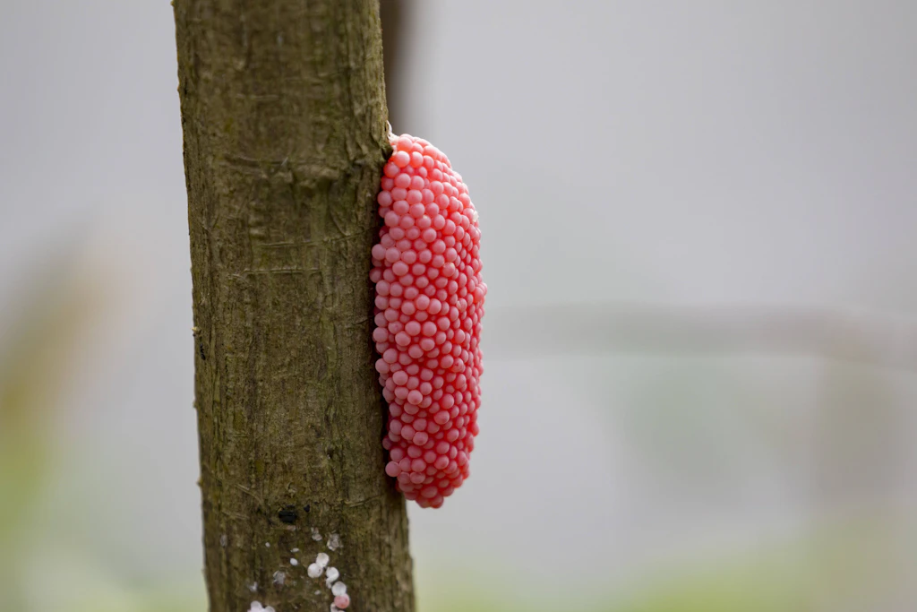 Berliner Kleingärtner aufgepasst: Pinke Eier im Garten entdeckt? Das ist jetzt sofort zu tun