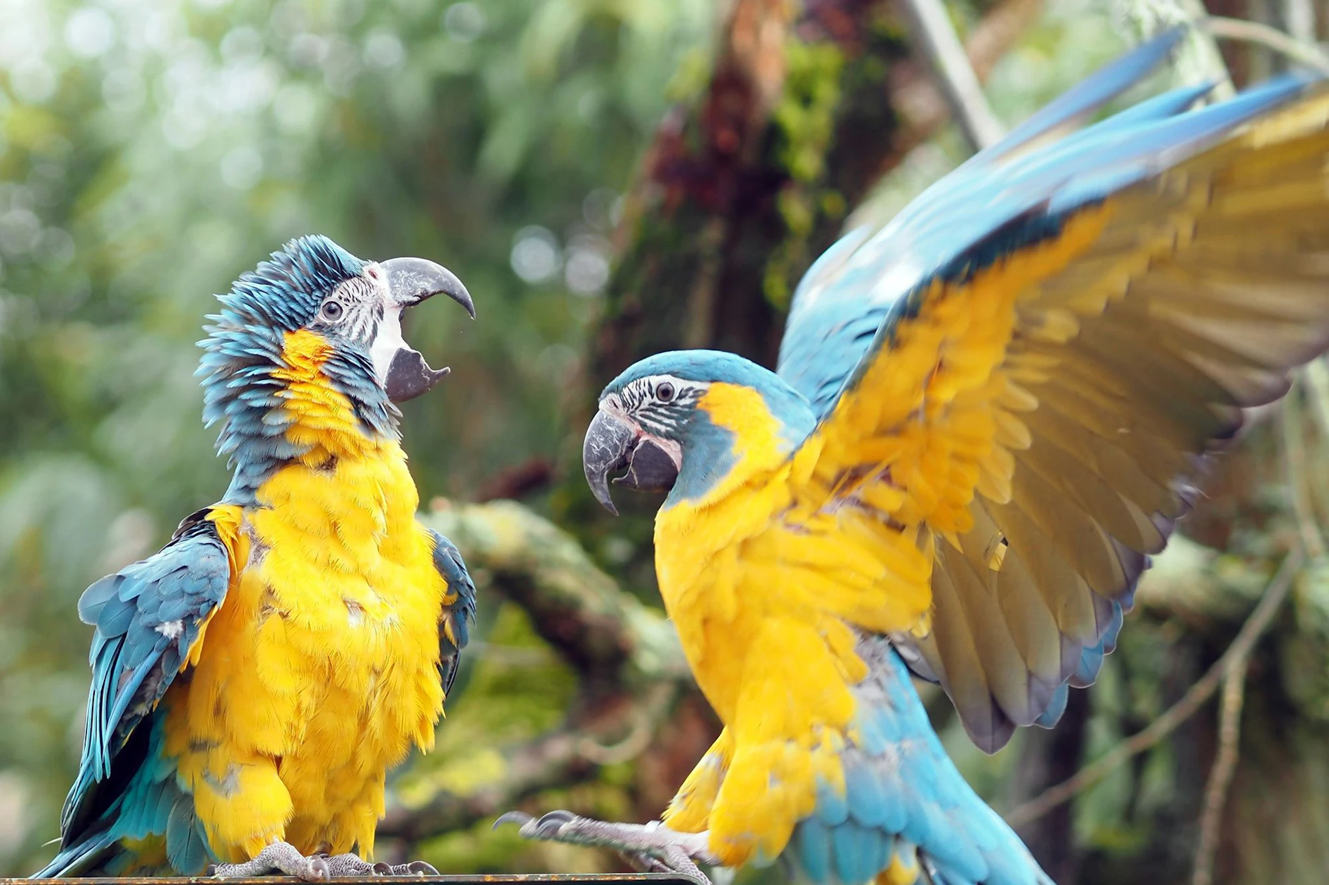 Die Aras-Papageien aus dem Leipziger Zoo sind diesen Sommer die WM-Orakel.