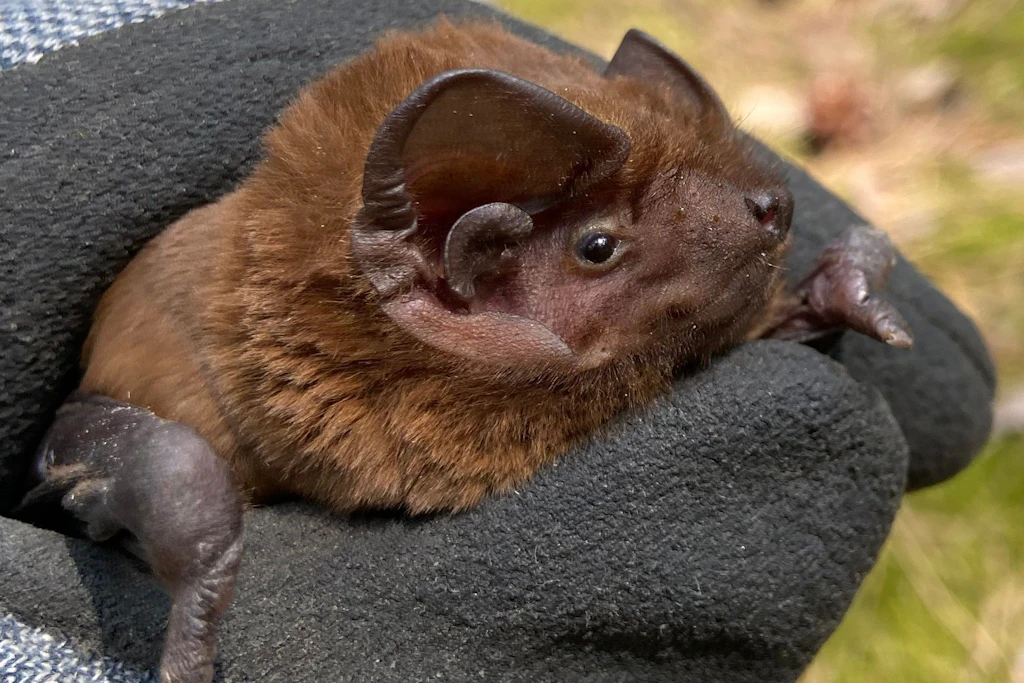Fledermauskundler Ingo Richter hat dieses Riesenabendsegler-Männchen bei Luckenwalde fotografiert.