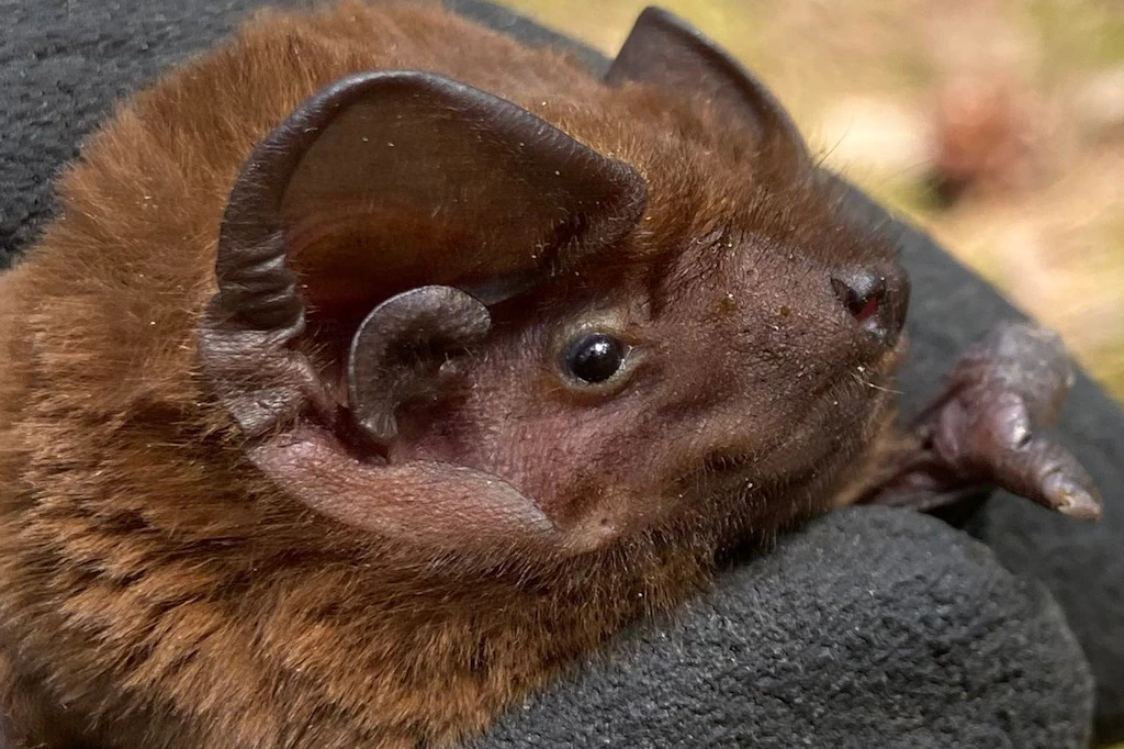 Fledermauskundler Ingo Richter hat dieses Riesenabendsegler-Männchen bei Luckenwalde fotografiert.