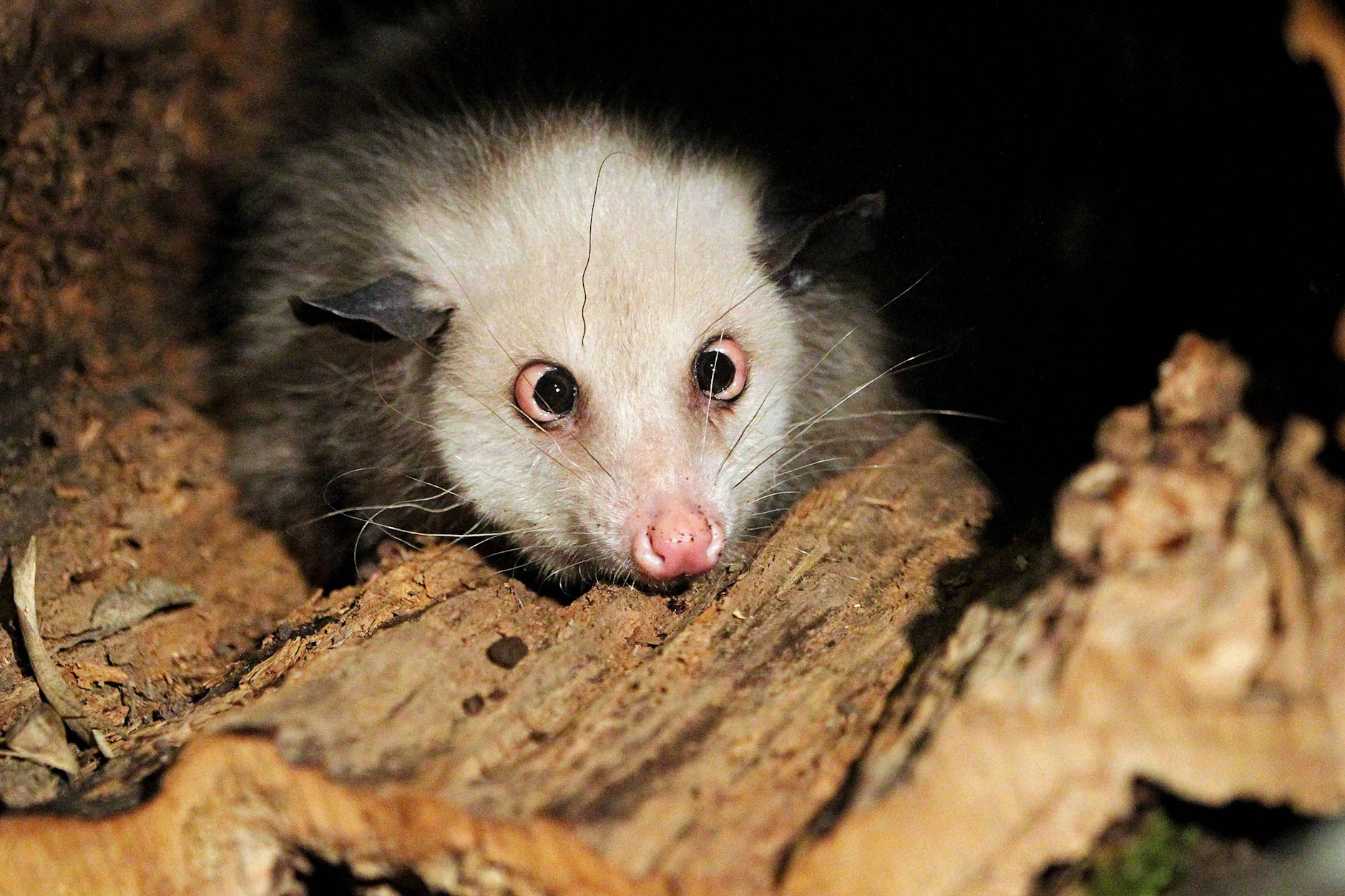 Das schielende Opossum Heidi im Juni 2011: Sie sagte die Oscar-Gewinner vorher.