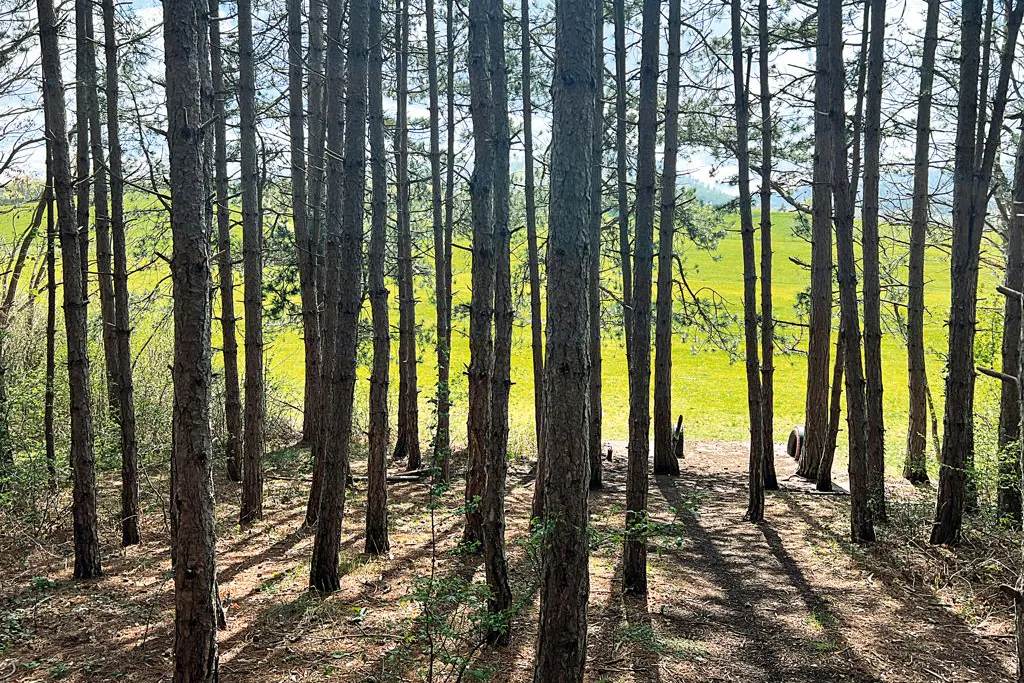 Dieses kleine Waldstück in Ilsenburg im Harz bietet perfekte Anbaubedingungen für Trüffel. Die Pilze stehen aber auf der roten Liste und dürfen nicht geerntet werden.